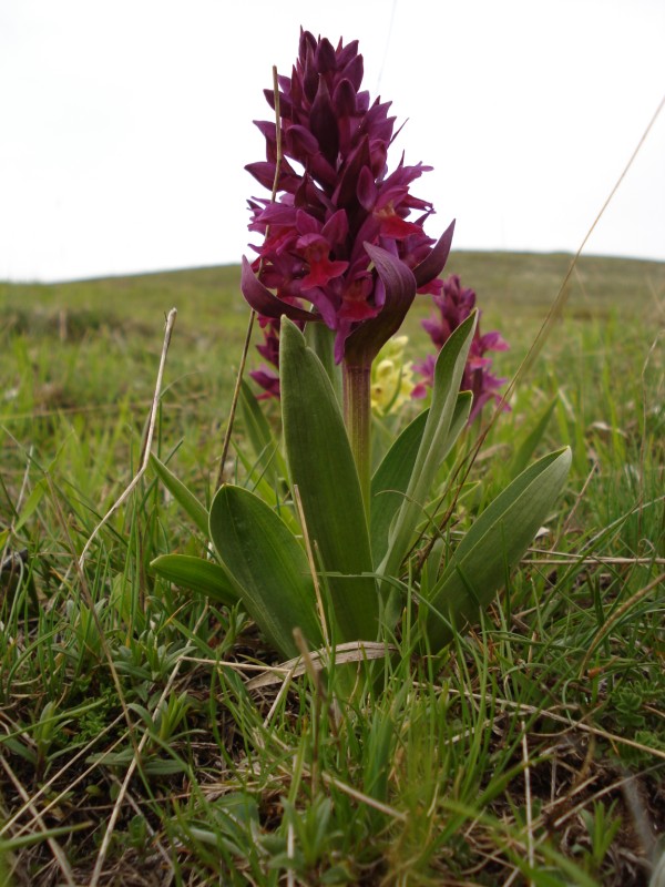 Dactylorhiza sambucina